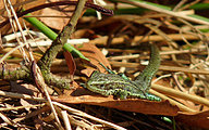 Viviparous Lizard (Zootoca vivipara)